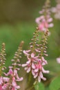 Chinese indigo Indigofera amblyantha pale lilac to pink pea-shaped flowers